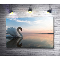 Красивый лебедь на зеркальном озере во время заката
