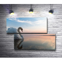 Красивый лебедь на зеркальном озере во время заката