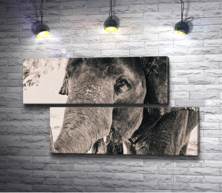 Грустный слон, фото в черно-белой гамме