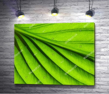 Макросъемка зеленого листка 