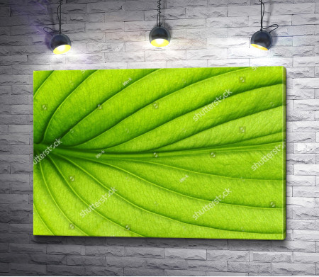 Текстура зеленого листа 