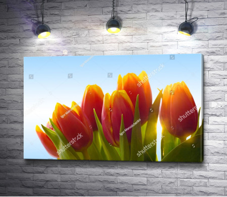 Букет тюльпанов в солнечных лучах 