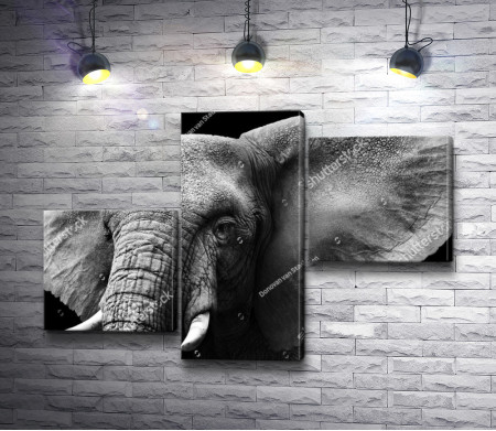 Черно-белое фото слона 