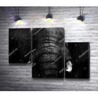 Морда слона, черно-белое фото 