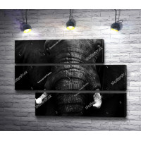Морда слона, черно-белое фото 