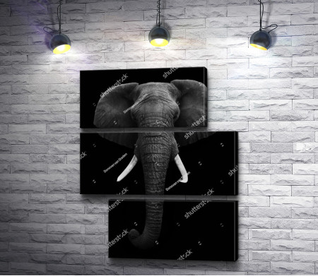 Слон с большими бивнями, черно-белое фото 