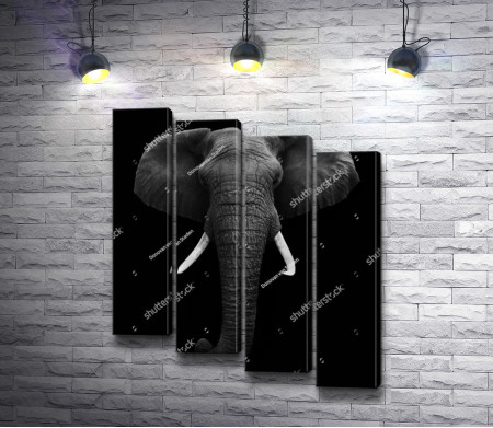 Слон с большими бивнями, черно-белое фото 