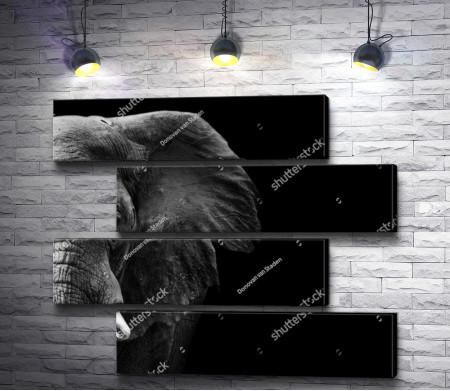Фотография слона в черно-белой гамме 