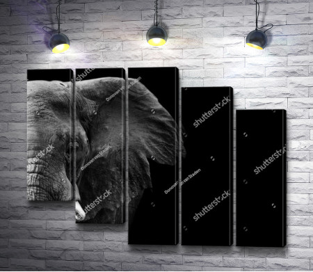 Фотография слона в черно-белой гамме 