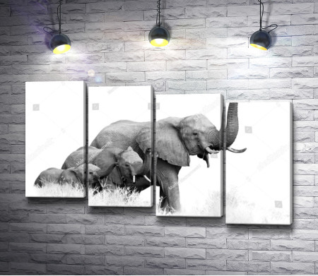 Слон и слонята на прогулке, черно-белое фото 