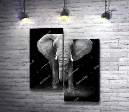 Большой слон, черно-белое фото