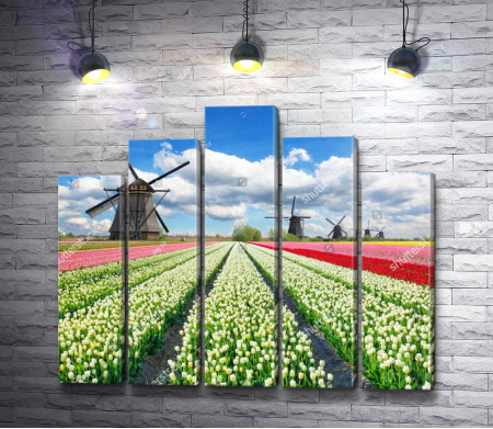 Голландские тюльпановые поля с мельницами 