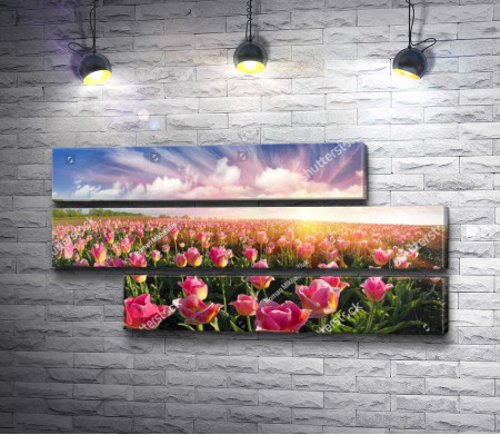 Солнце над полем розовых тюльпанов 