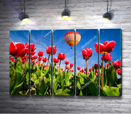 Воздушный шар над красными тюльпанами 