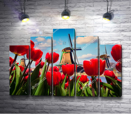Вид на мельницу через красные тюльпаны 
