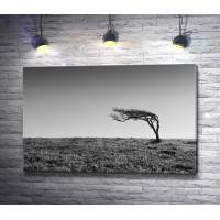 Одинокое дерево в пустыне, черно-белое фото 