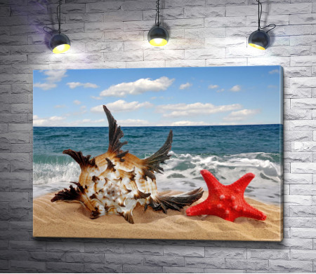 Ракушка и морская звезда на берегу моря 