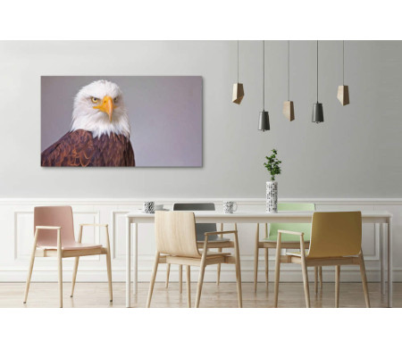 Хищная птица белоголовый орлан