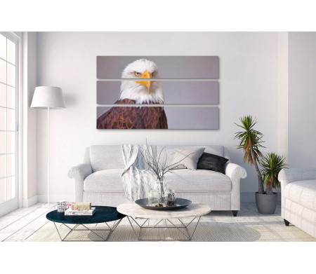 Хищная птица белоголовый орлан