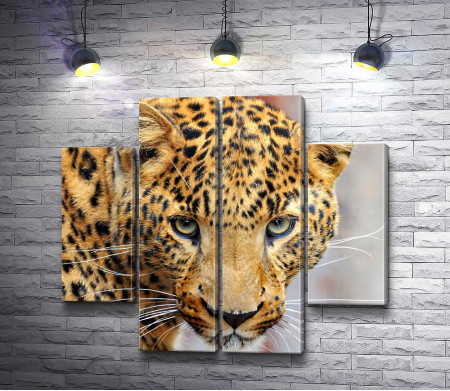 Хищный взгляд леопарда