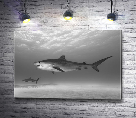 Акула на глубине, черно-белое фото
