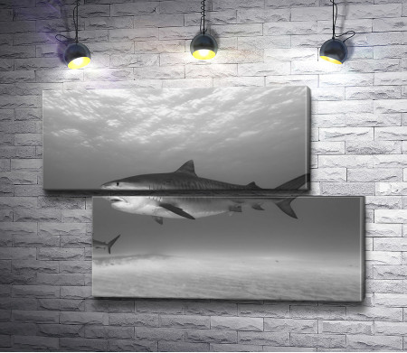 Акула на глубине, черно-белое фото