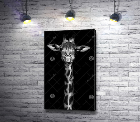 Жираф, черно-белое фото