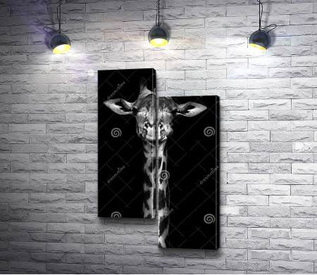 Жираф, черно-белое фото