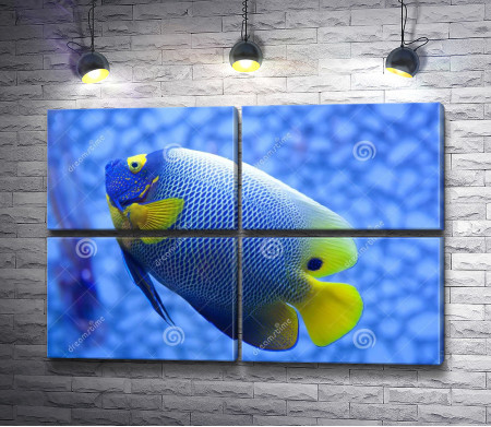 Тропическая рыба синего цвета
