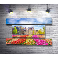Дома и тюльпаны в Амстердаме