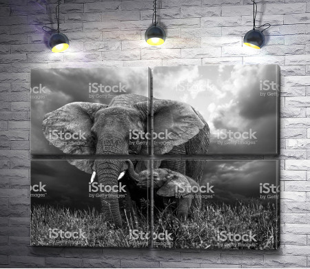 Слоны в черно-белой гамме