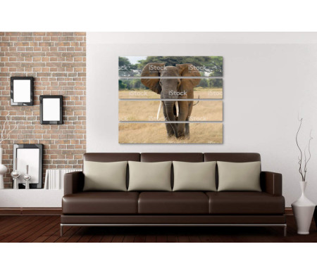 Слон на прогулке в Сафари
