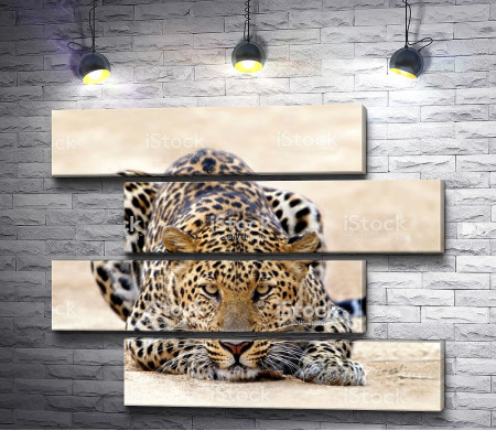 Леопард перед прыжком