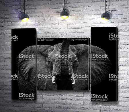 Голова слона в черно-белой гамме