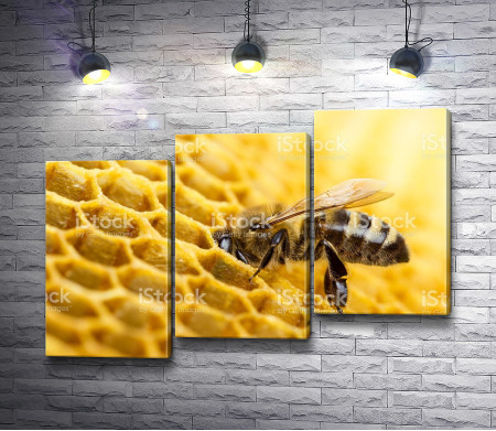 Пчела и соты