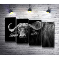Свирепый взгляд буйвола, черно-белое фото