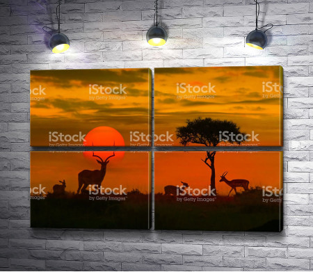 Антилопы во время заката