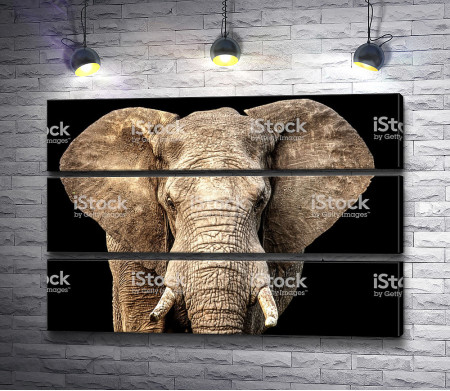 Голова слона