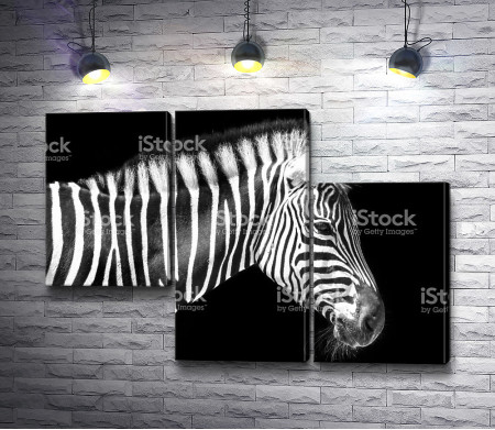 Профиль зебры