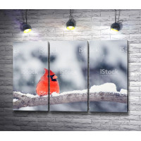 Красный кардинал на ветке в снегу