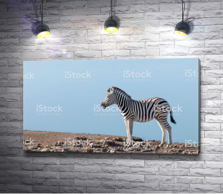 Зебра среди каменной пустыни