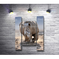 Носорог на прогулке