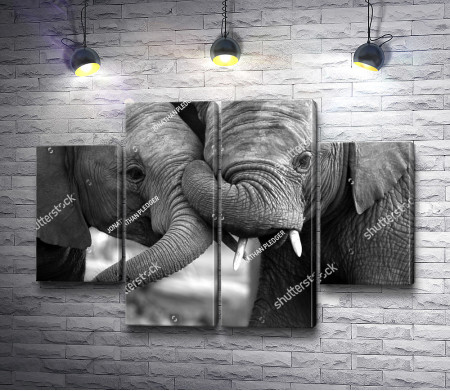 Любовь между слонами