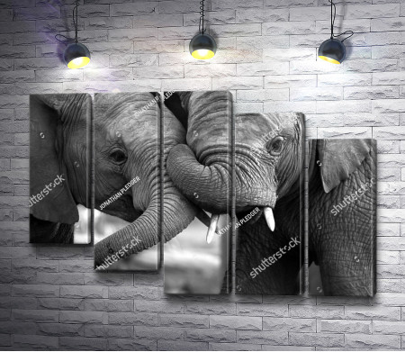 Любовь между слонами
