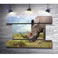 Носорог ест траву
