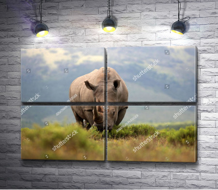 Носорог в поле