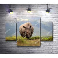 Носорог в поле