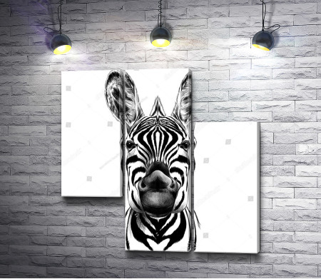 Черно-белая зебра