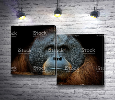 Морда обезьяны