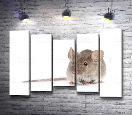 Мышь на белом фоне